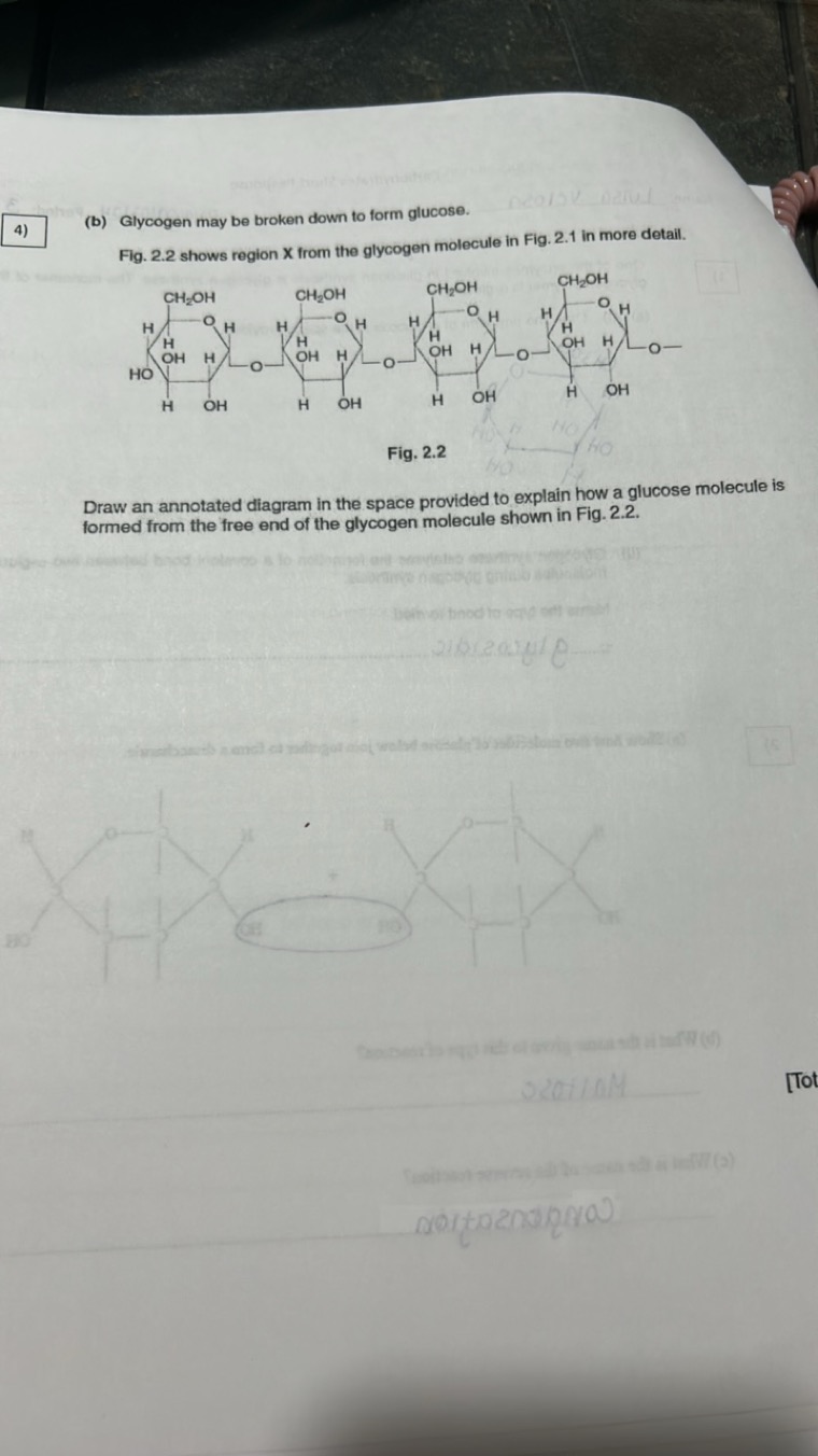 4)
(b) Glycogen may be broken down to form glucose.

Fig. 2.2 shows re