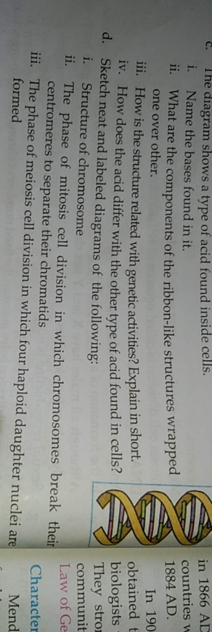 i. Name the bases found in it.
ii. What are the components of the ribb