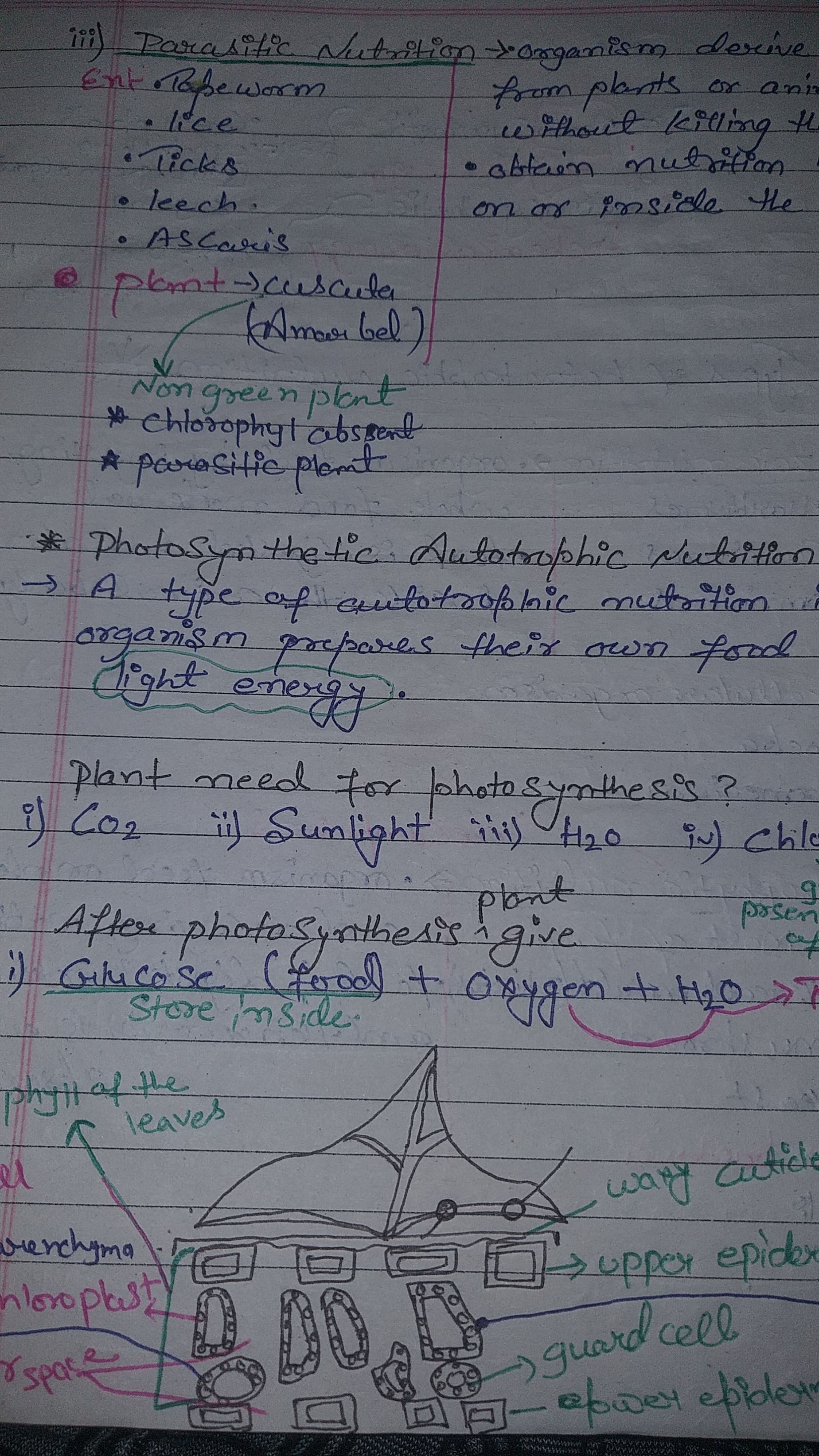 iii) Parasitic Nutrition & organism derive
Ent Tapeworm
lice
Ticks
• l