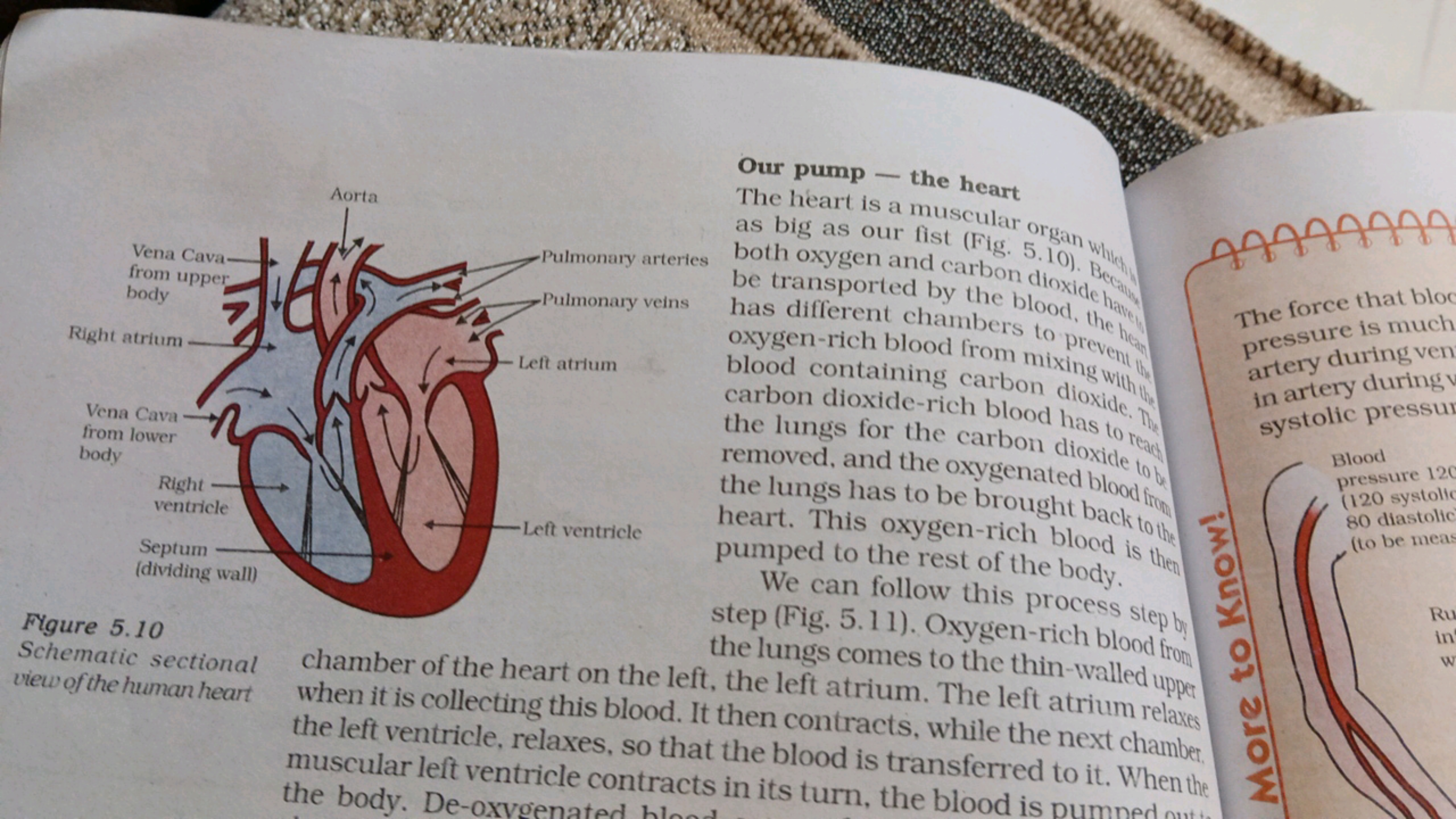 Our pump - the heart

FYgure 5.10
Schematic sectional view of the huma