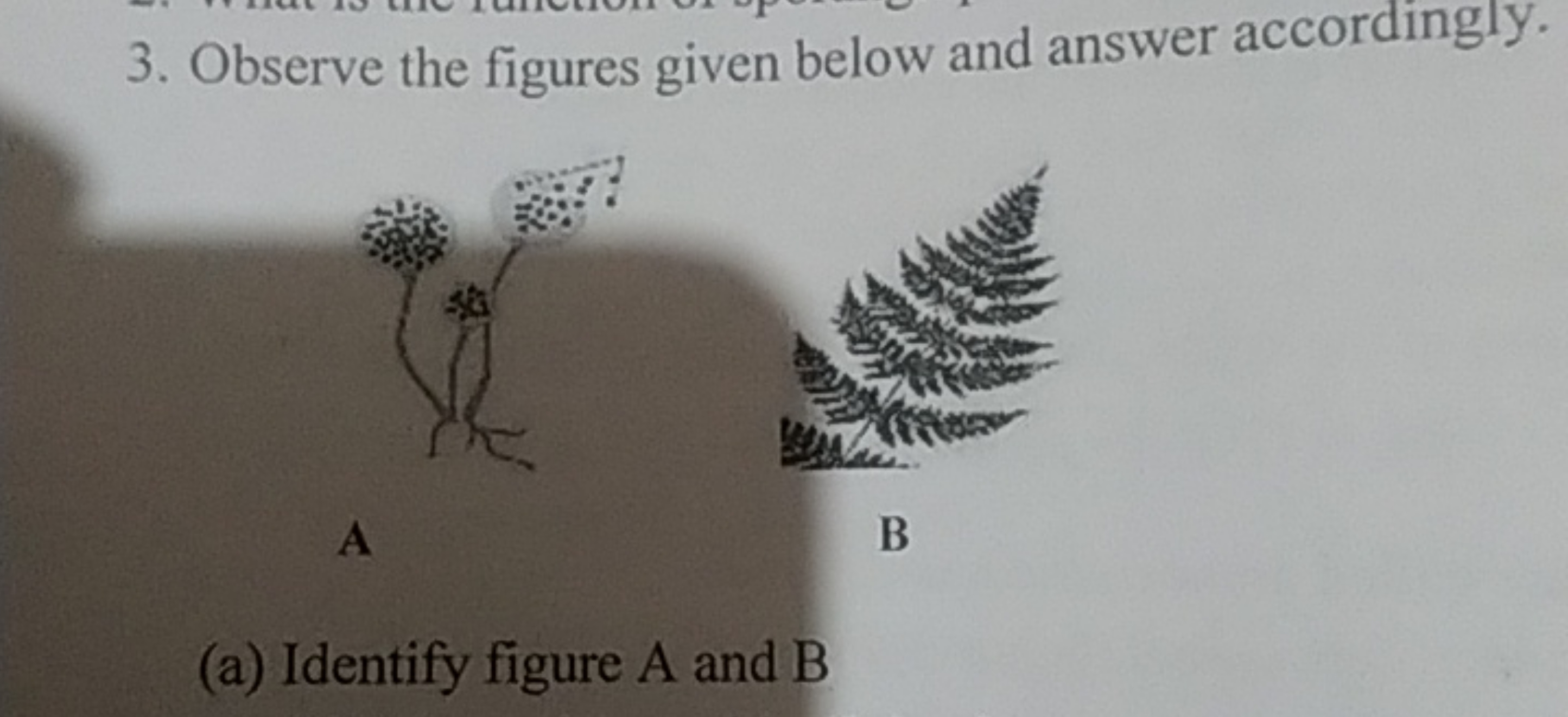 3. Observe the figures given below and answer accordingly.

A
B
(a) Id