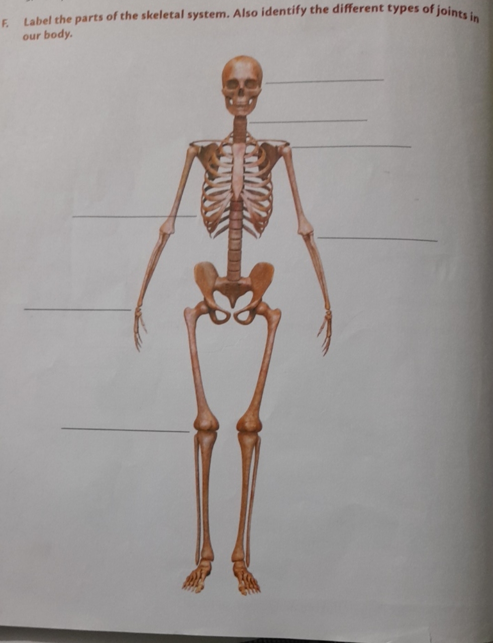 F. Label the parts of the skeletal system. Also identify the different