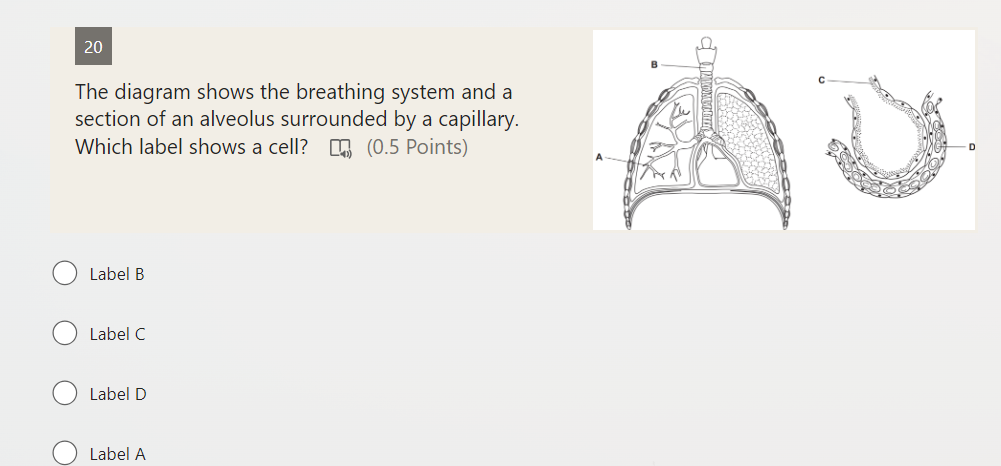 20
The diagram shows the breathing system and a section of an alveolus