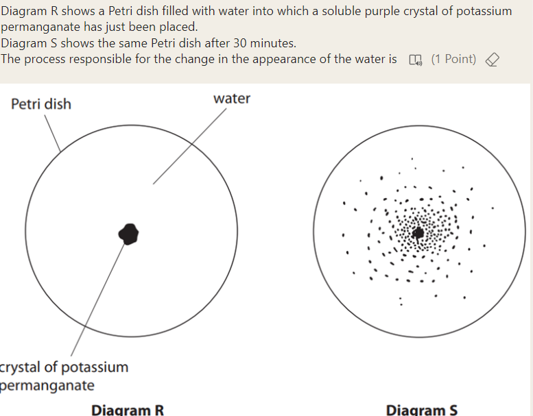 Diagram R shows a Petri dish filled with water into which a soluble pu