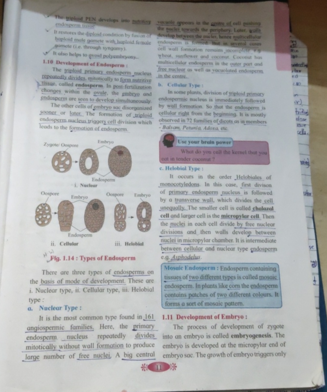 The triploid PLN develops into putritis endosperm tissue
- It resteres