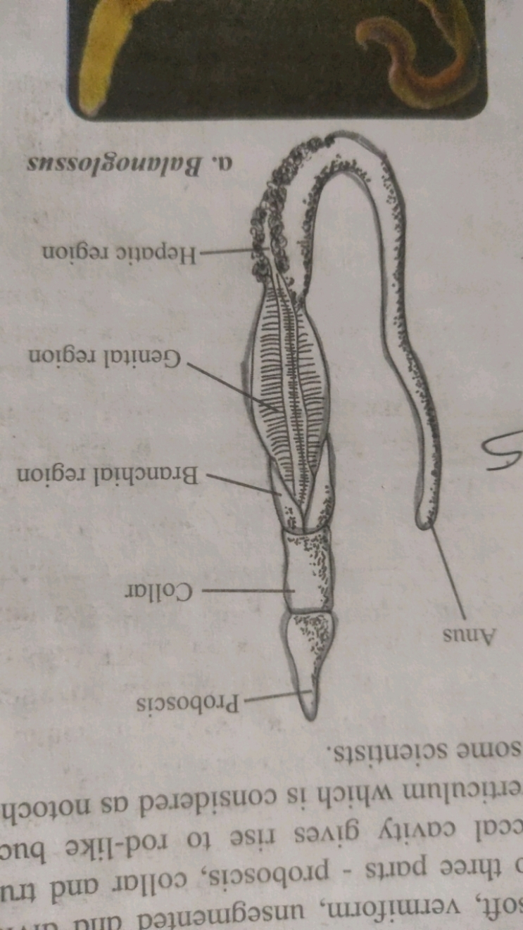 oft, vermiform, unsegmented three parts - proboscis, collar and tru cc