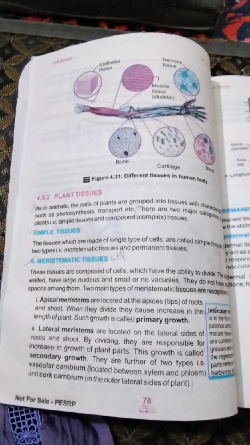 Figure 4.31: Different tissues in human body
4.5.2 PLANT TISSUES

As i