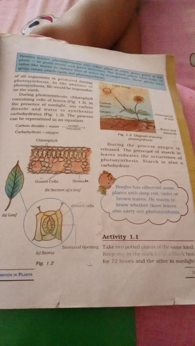 
organisms is produced during of all ongathesis. In the abeence of pho