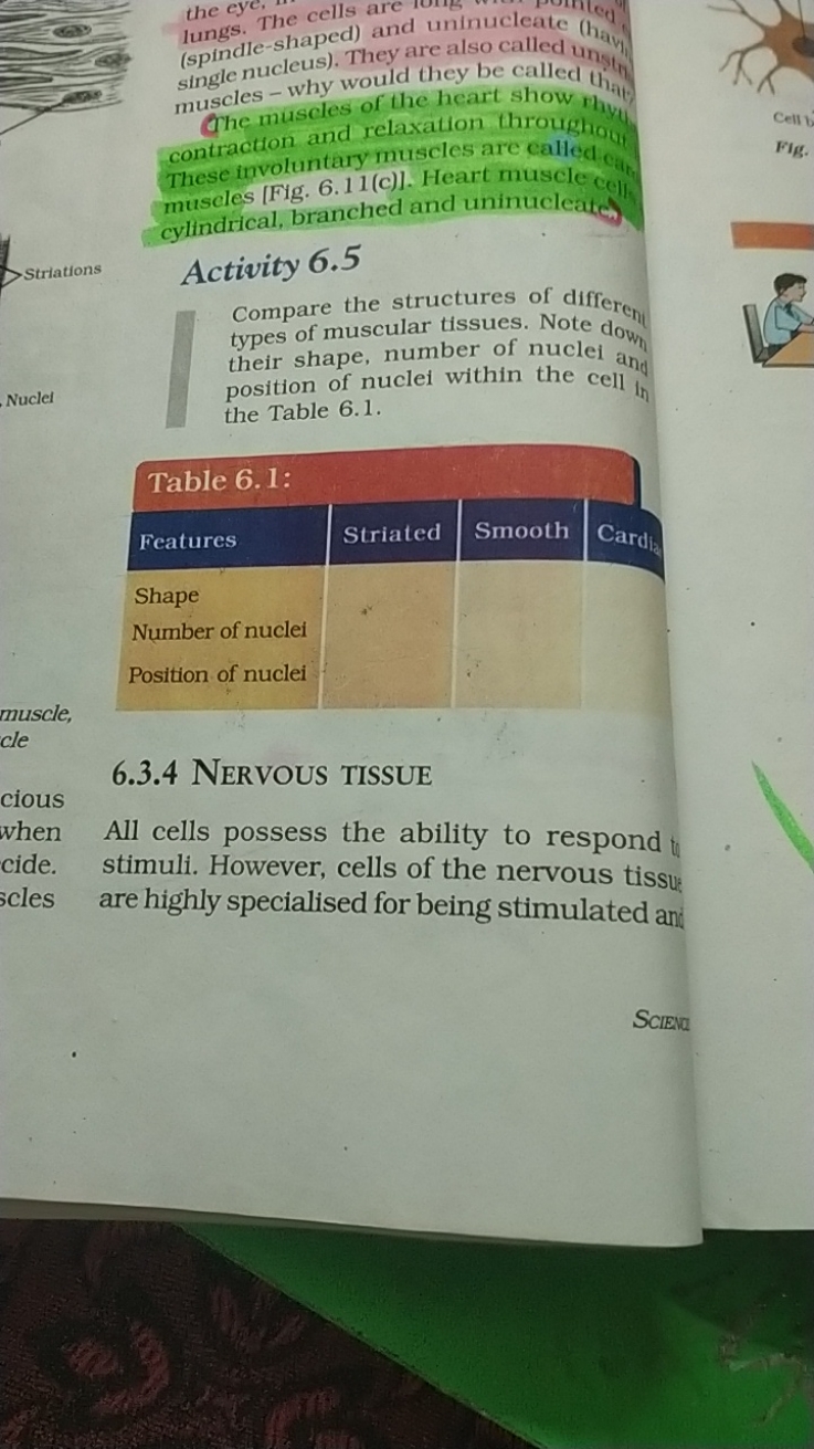 lungs. The cells and uninucleate (haph (spinde nucleus). They are also