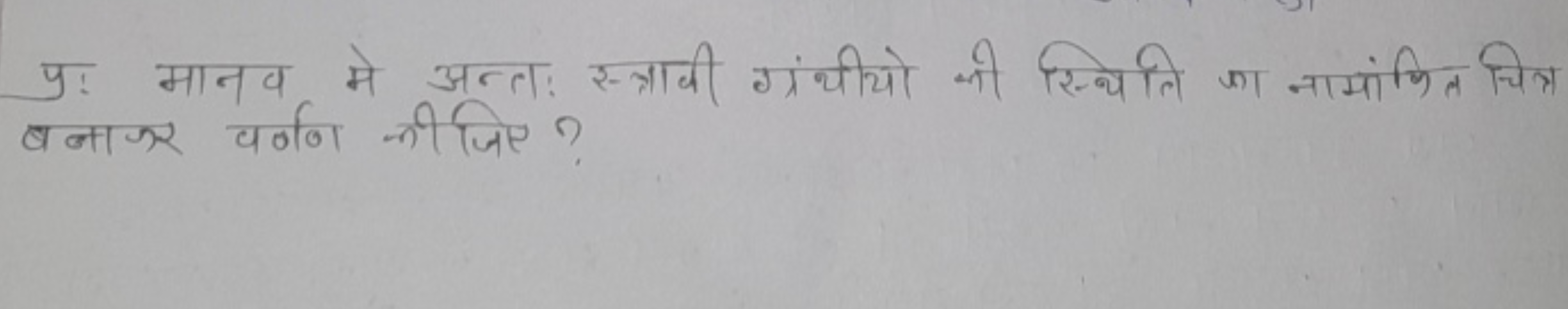 प्र: मानव मे अन्तः स्त्रापी गंथीयो को स्थिति का नामांकित चित्र बनाजर प