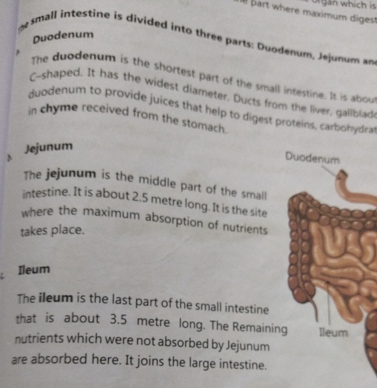 Part where maximum diges
Duodenum

The duodenum is the shortest part o