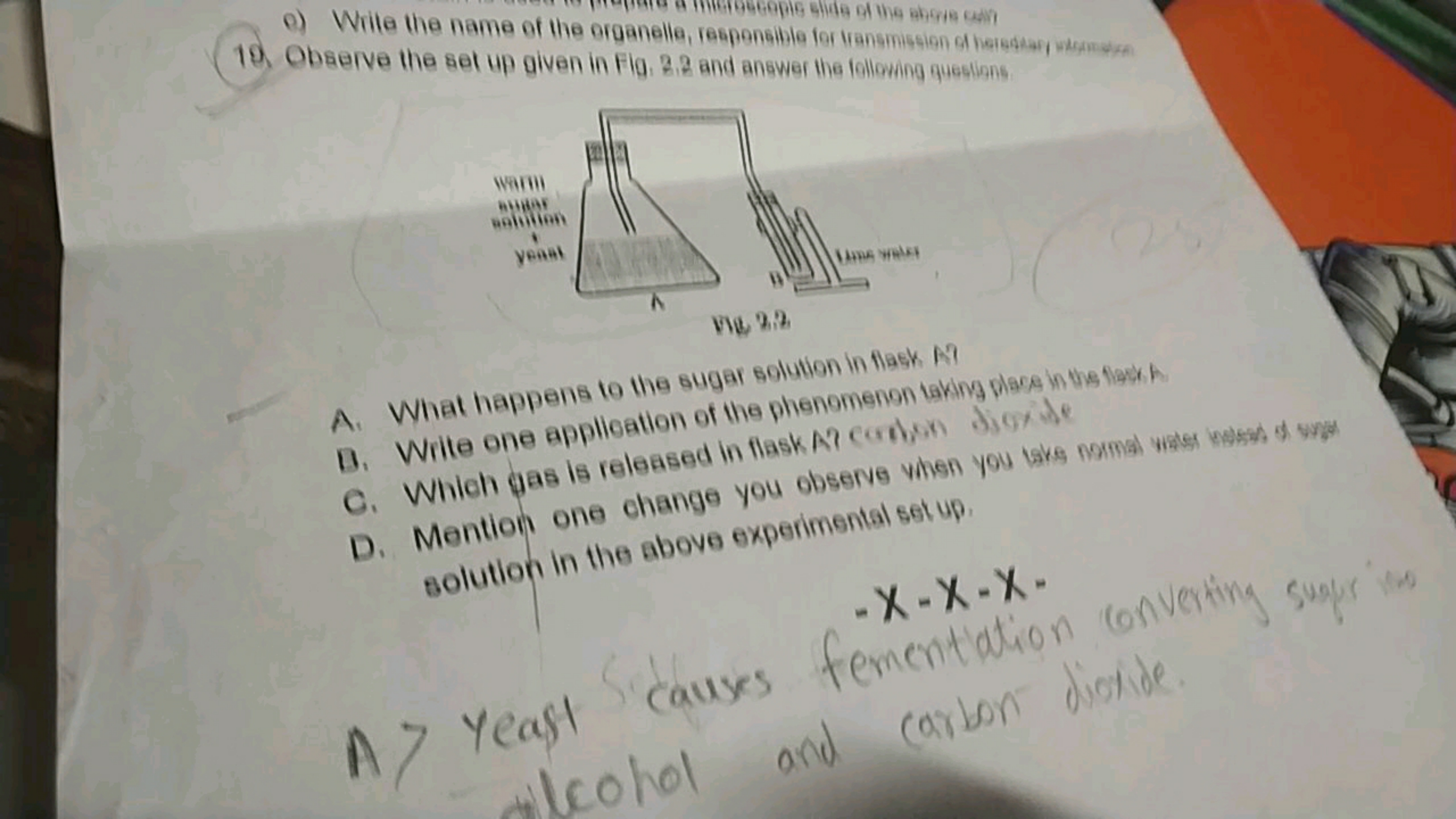 B) Write the name of the organelle, responsible for transmission of he