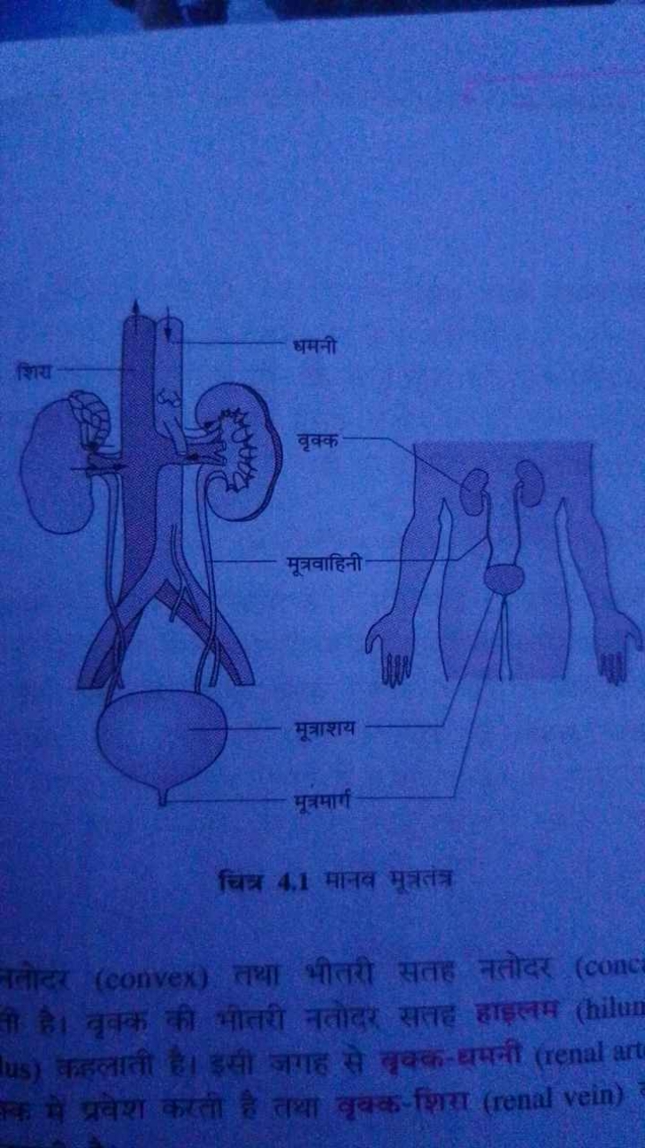 चिक्र 4.1 मानव मूत्रतंत्र

बलोदर (convex) तथा भीतरी सतह नतोदर (conc) ह