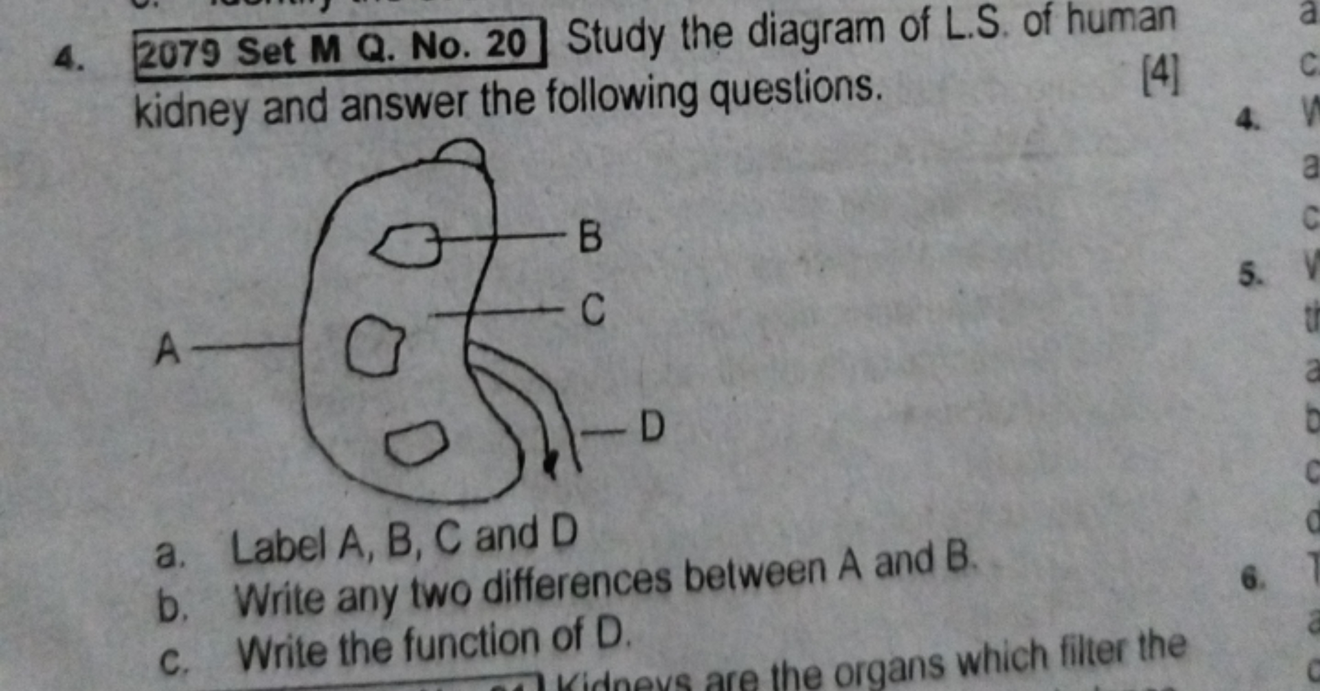 4. 2079 Set M Q. No. 20 Study the diagram of L.S. of human kidney and 