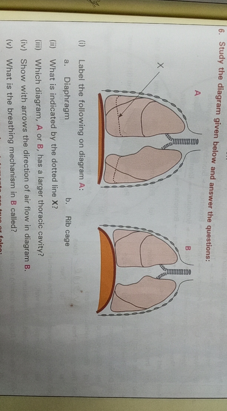 6. Study the diagram given below and answer the questions:
(i) Label t