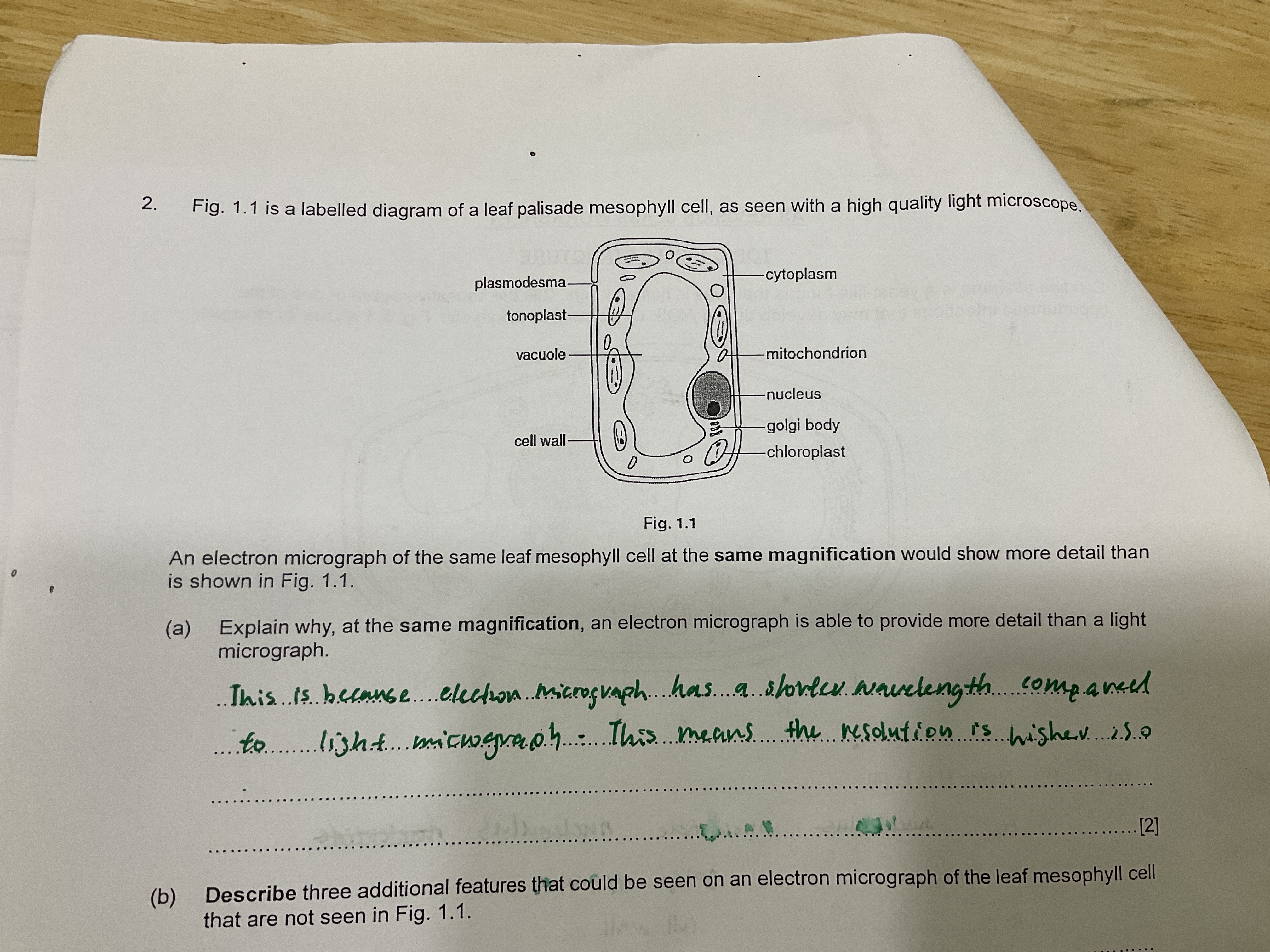 2. Fig. 1.1 is a labelled diagram of a leaf palisade mesophyll cell, a