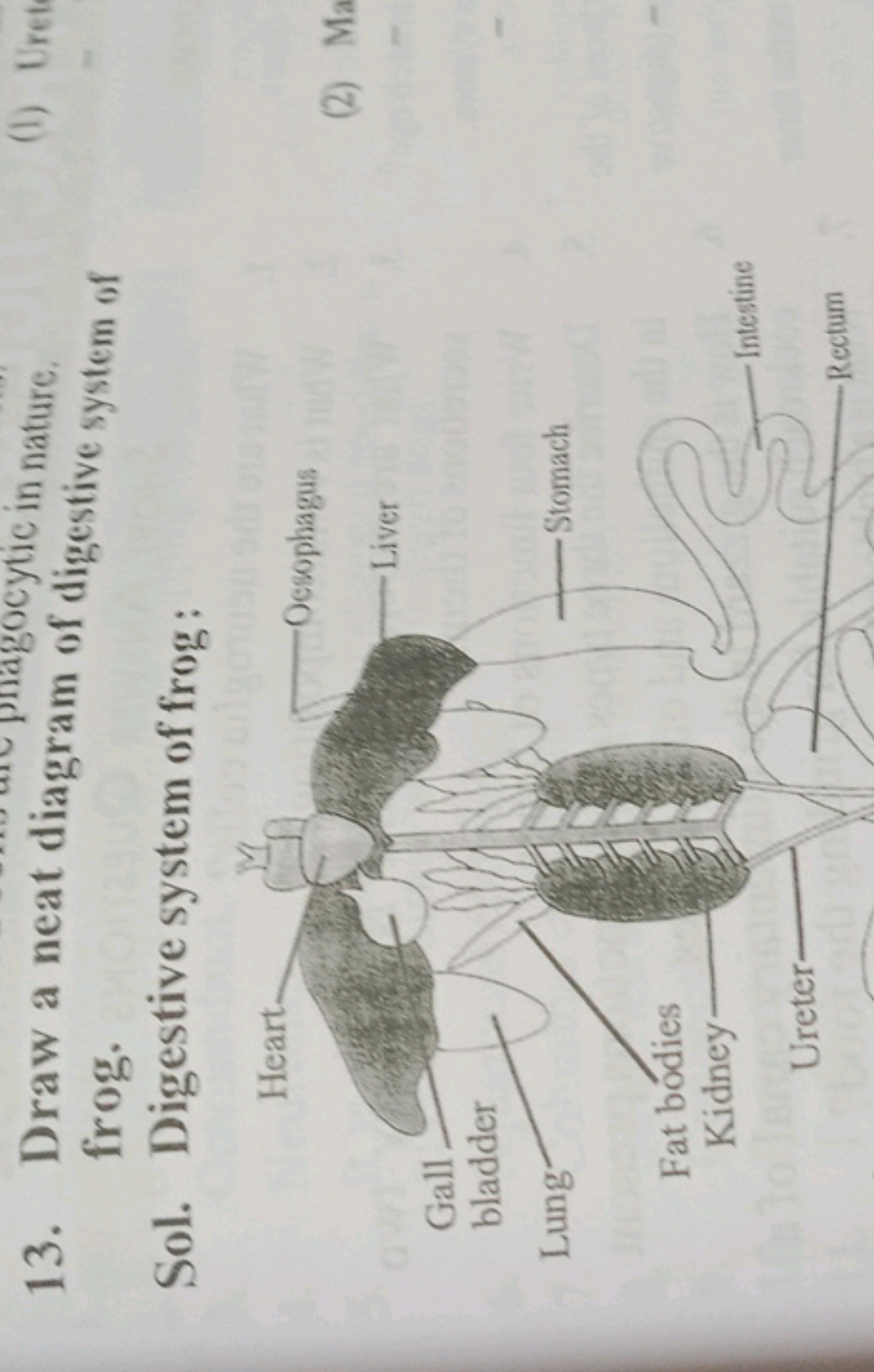 13. Draw a neat diagragocytic in nature. frog.
Sol. Digestive system o