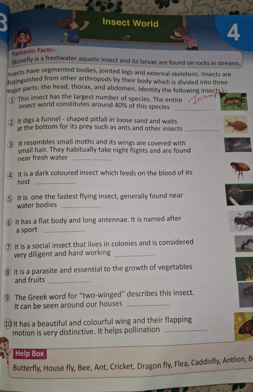 Insect World
4
Fantastic Facts:-
stonefly is a freshwater aquatic inse