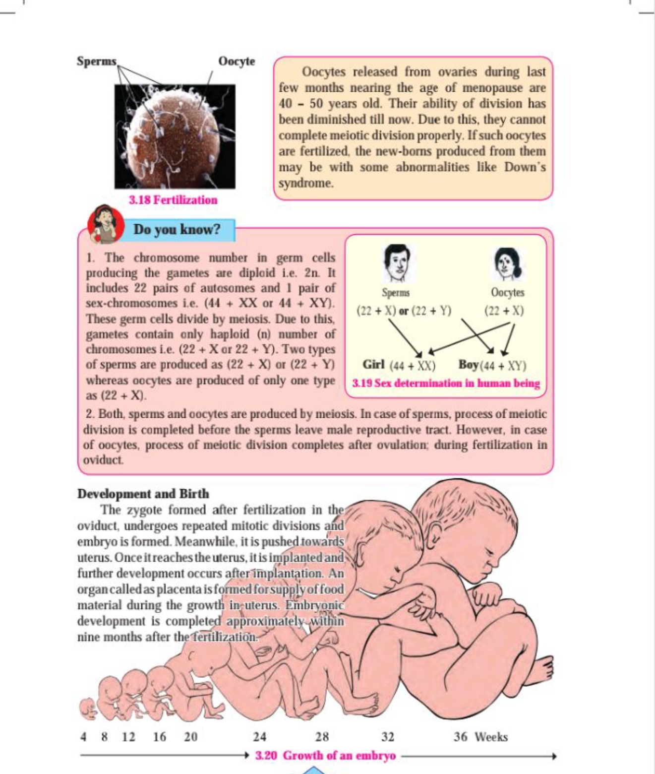 Oocytes released from ovaries during last few months nearing the age o