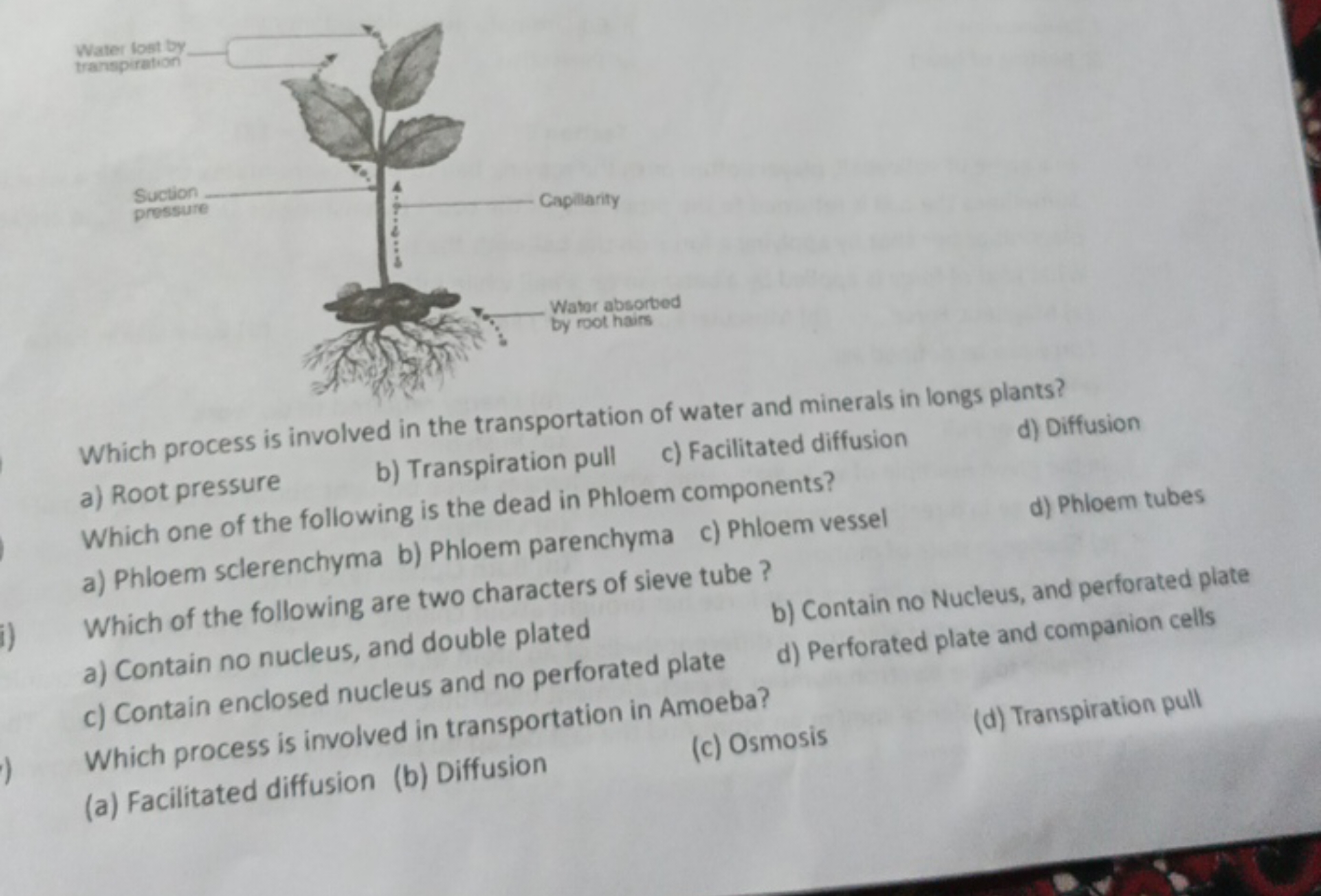 Which process is involved in the transportation of water and minerals 