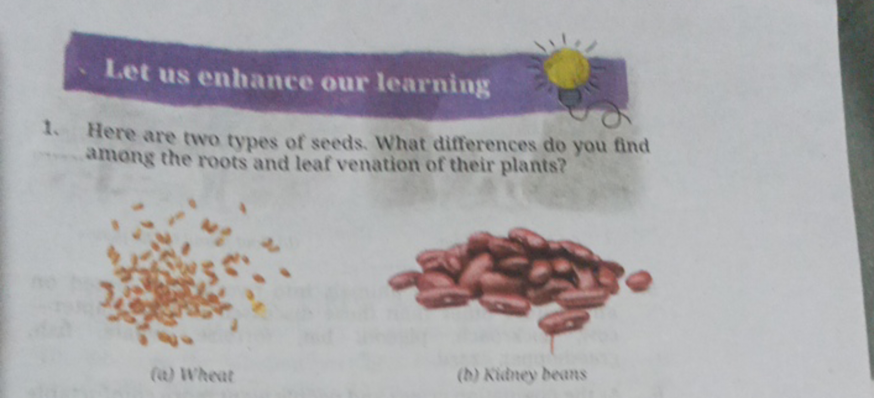 let us enhance our learning
1. Here are two types of seeds. What diffe