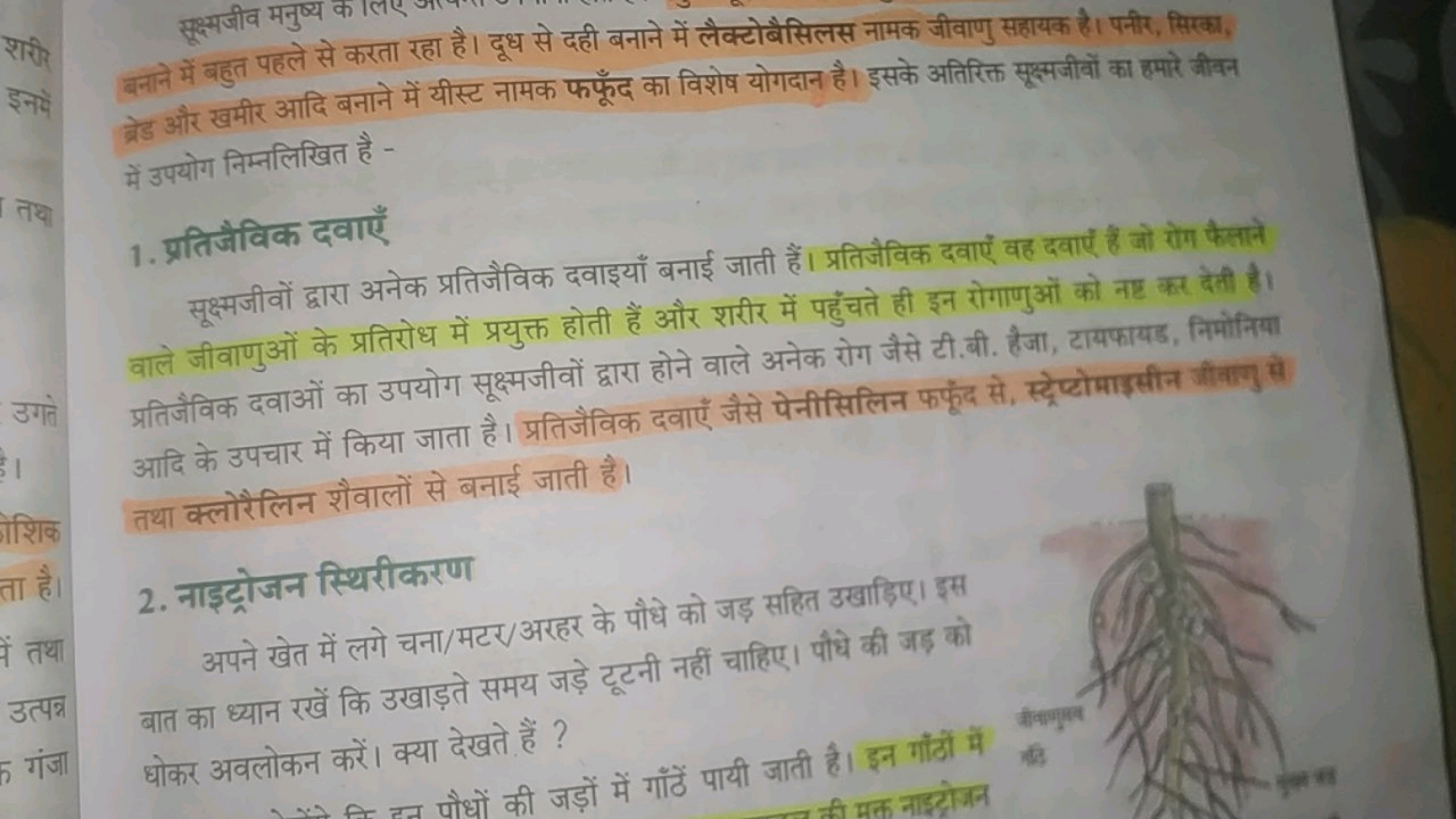 बनाने में बहुत पहले से करता रहा है। दूध से दही बनाने में लैक्टोबैसिलस 