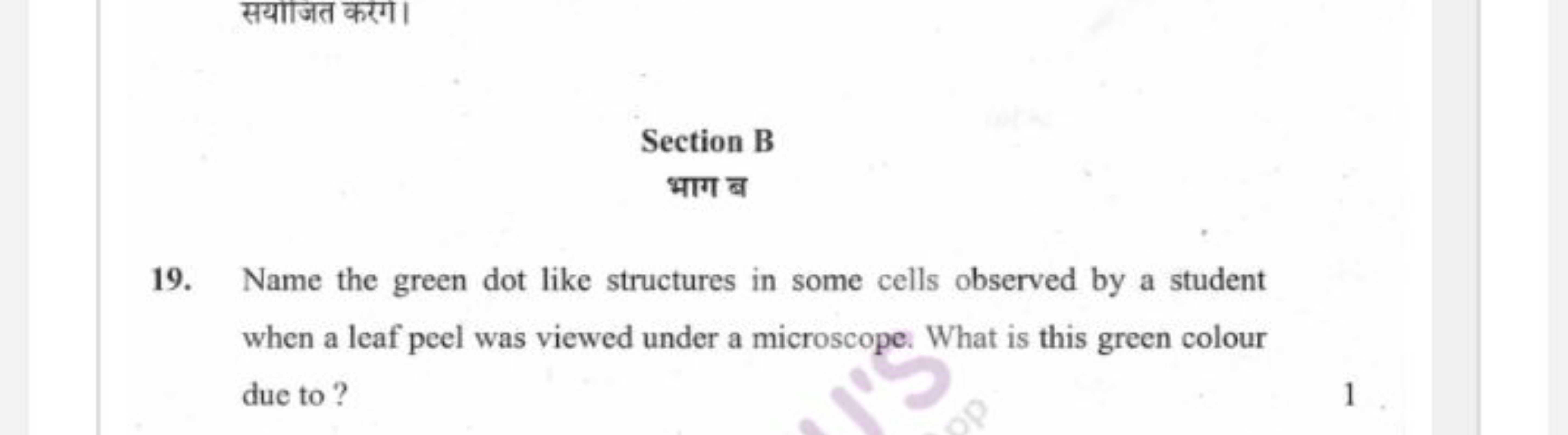 सयाजित करंग।

Section B
भाग ब
19. Name the green dot like structures i