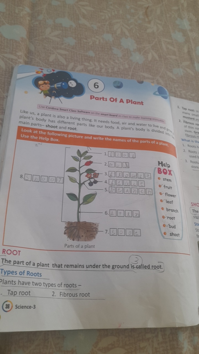 6 Parts Of A Plant
Use Cordova smart Clexs Software on the smart bowrd