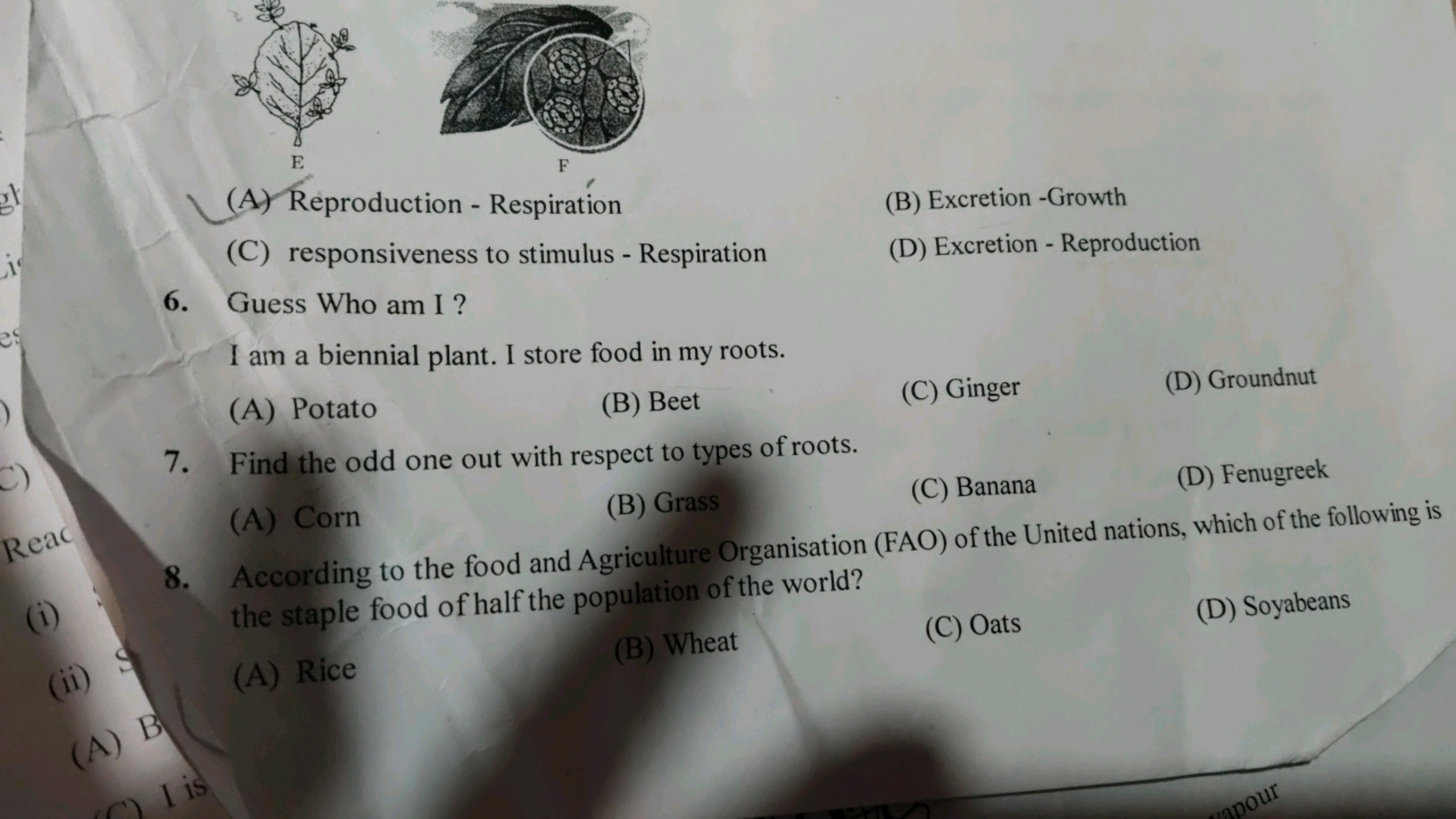 E
F
(A) Reproduction - Respiration
(B) Excretion -Growth
(C) responsiv