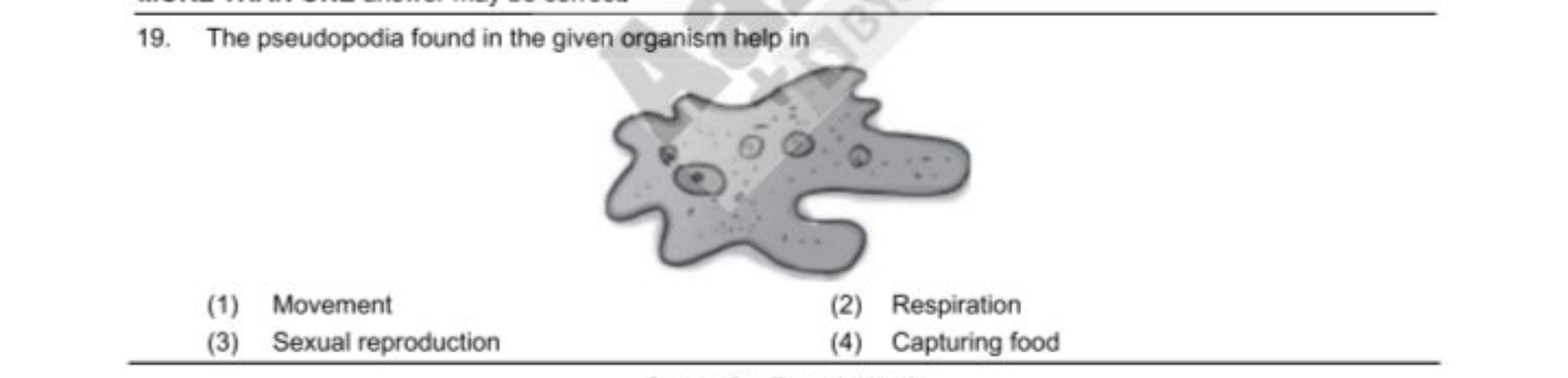 19. The pseudopodia found in the given organism help in
(1) Movement
(