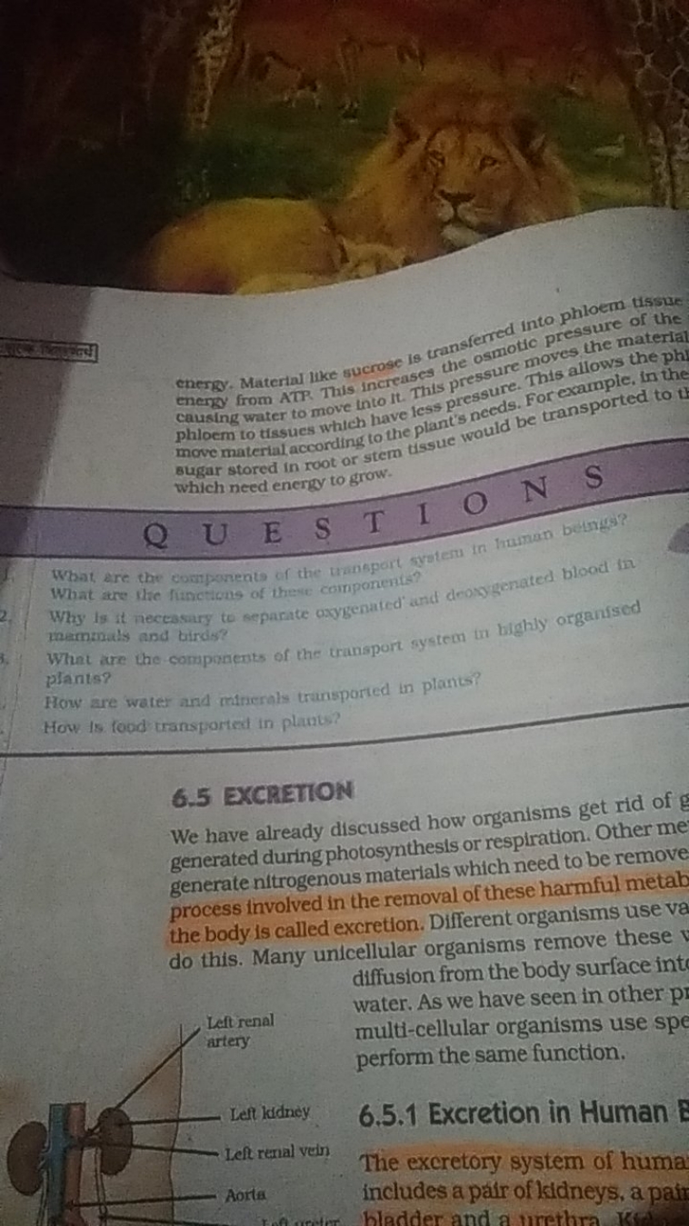 energy. Material luke sucrose is uansferred into phloem tissue enengy 