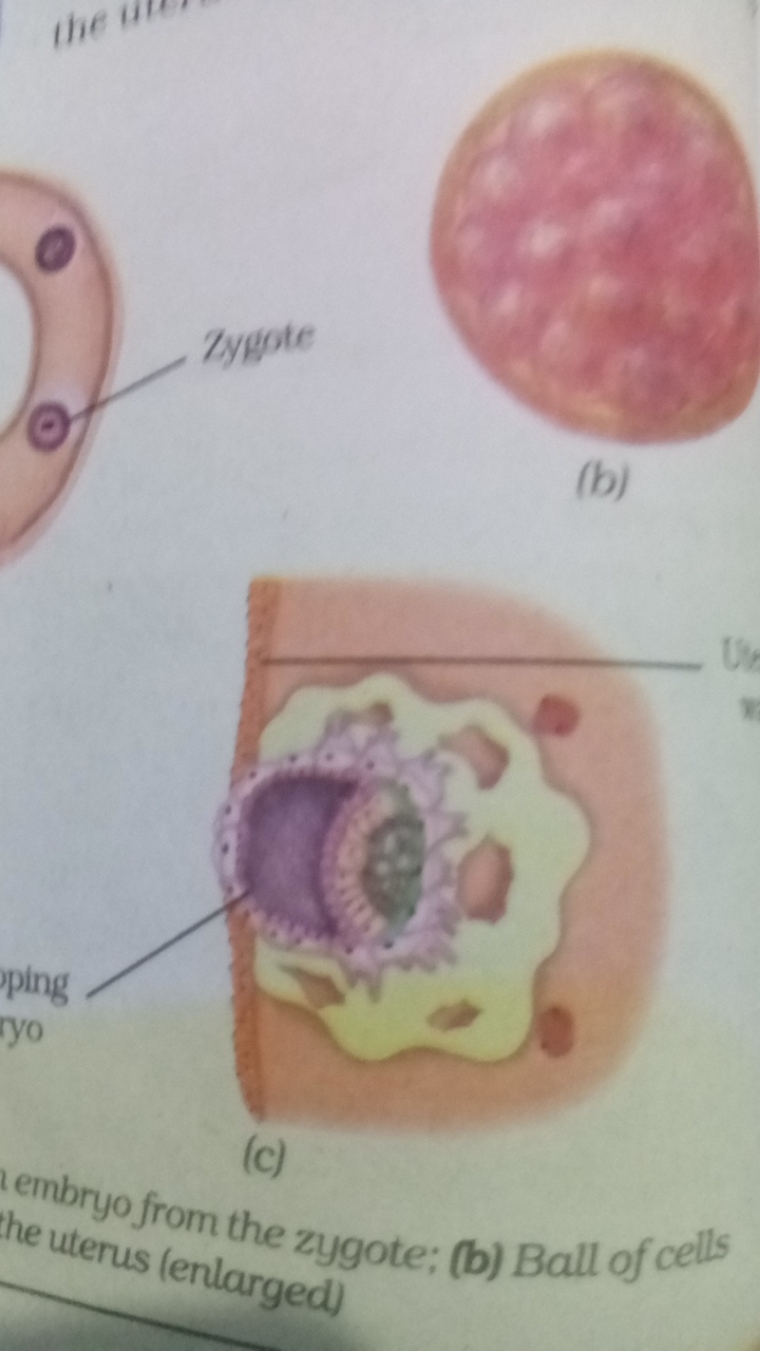 Zygote
C
(b)
(c)
imbryo from the zygote; (b) Ball of cells the uterus 