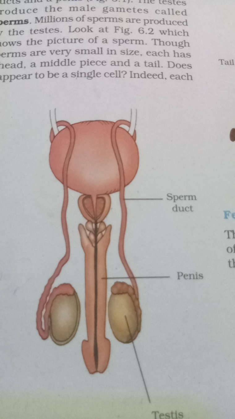 roduce the male gametes called perms. Millions of sperms are produced 