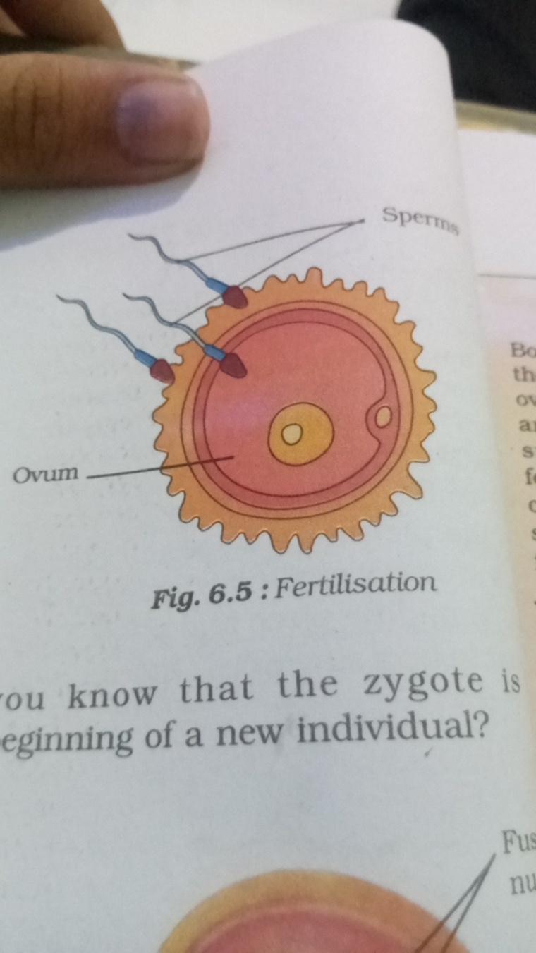 Fig. 6.5 : Fertilisation
ou know that the zygote is eginning of a new 