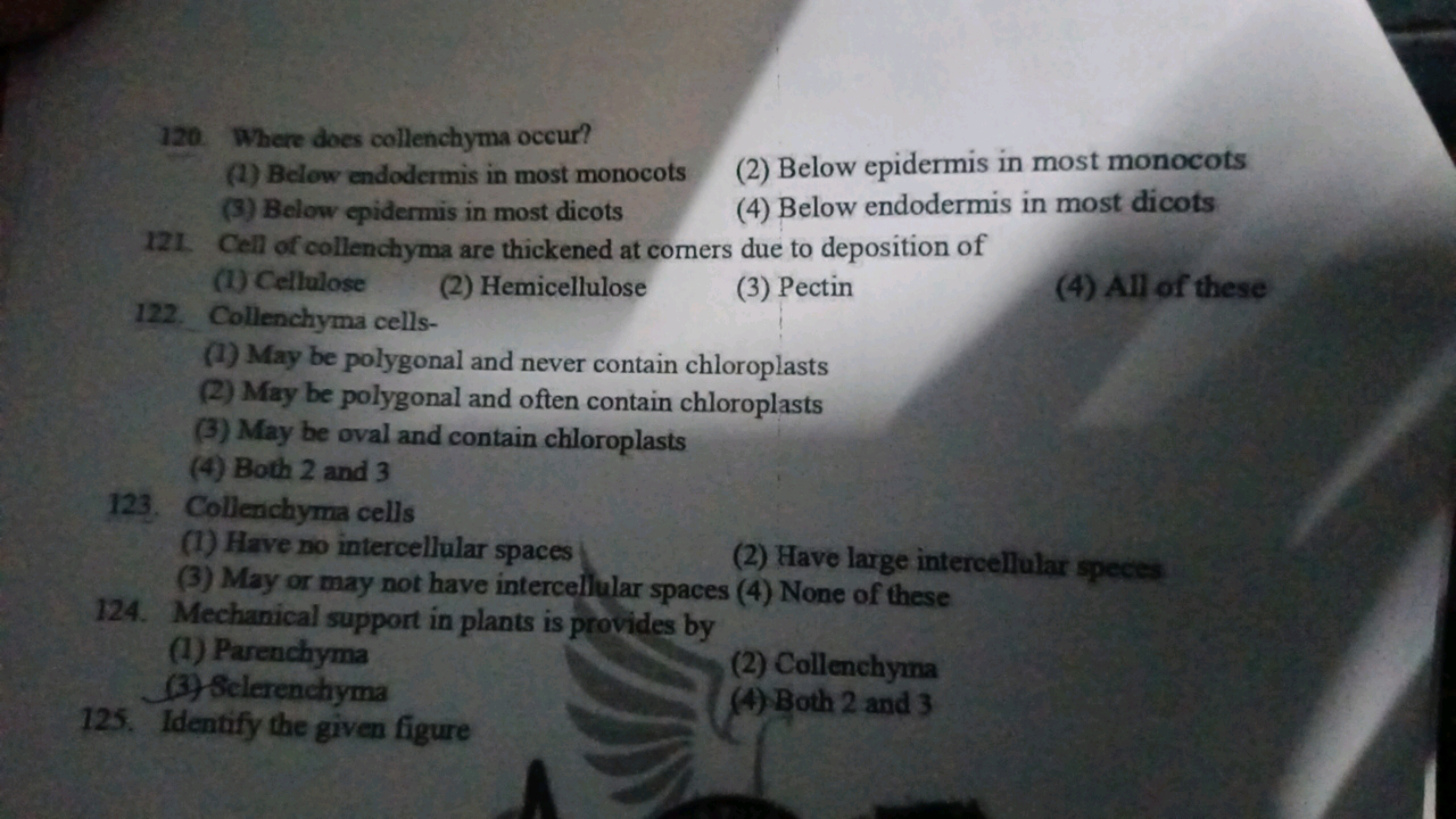 120. Where does collenchyma occur?
(1) Below endodermis in most monoco