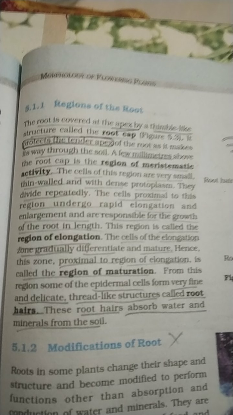 
0.1.1 Reglons of the Root

The root is covered at the apex by a thimb