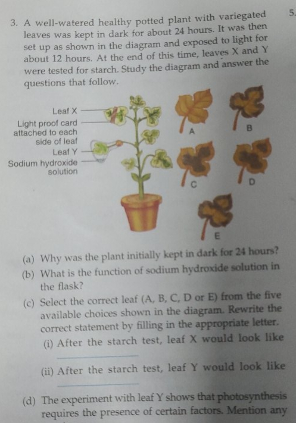 3. A well-watered healthy potted plant with variegated leaves was kept