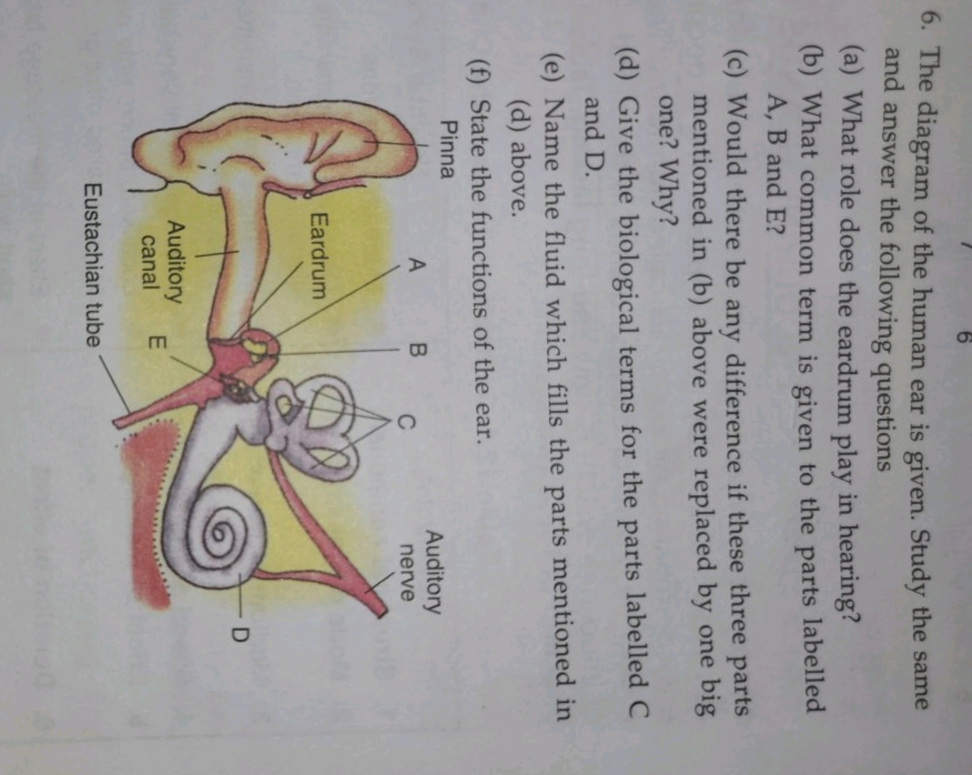 6. The diagram of the human ear is given. Study the same and answer th