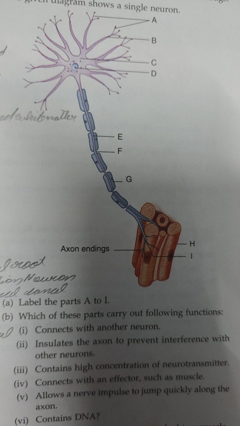 (a) Label the parts A to I.
(b) Which of these parts carry out followi