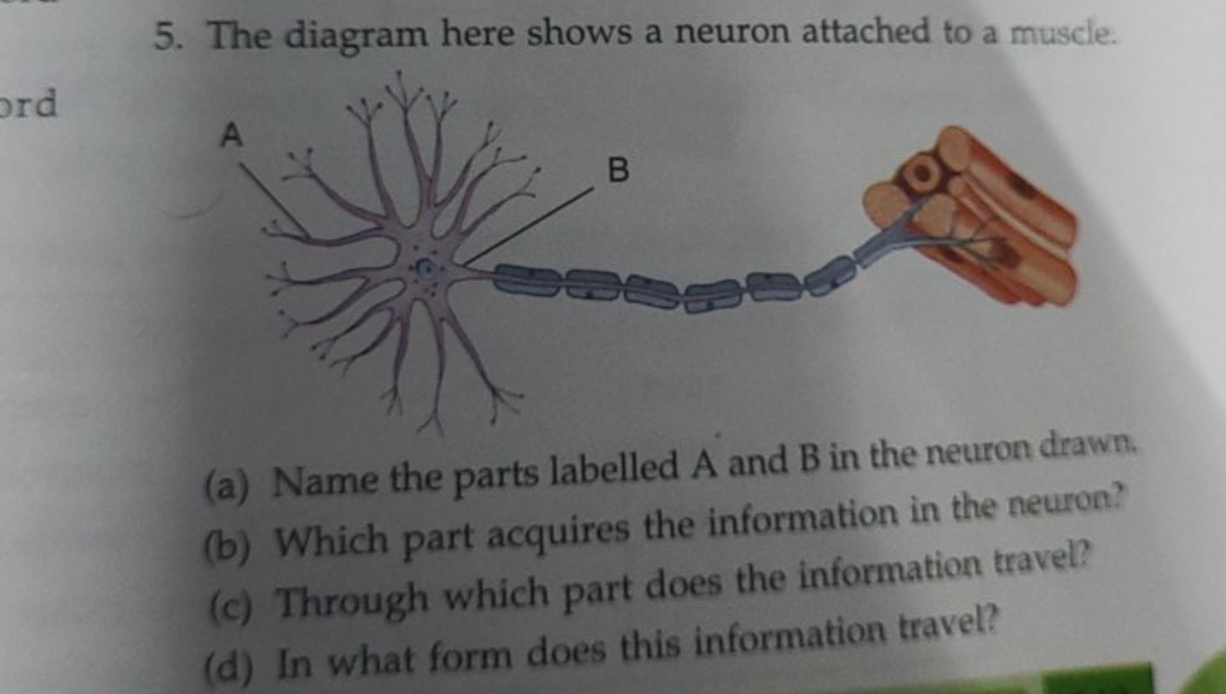 5. The diagram here shows a neuron attached to a muscle.
(a) Name the 