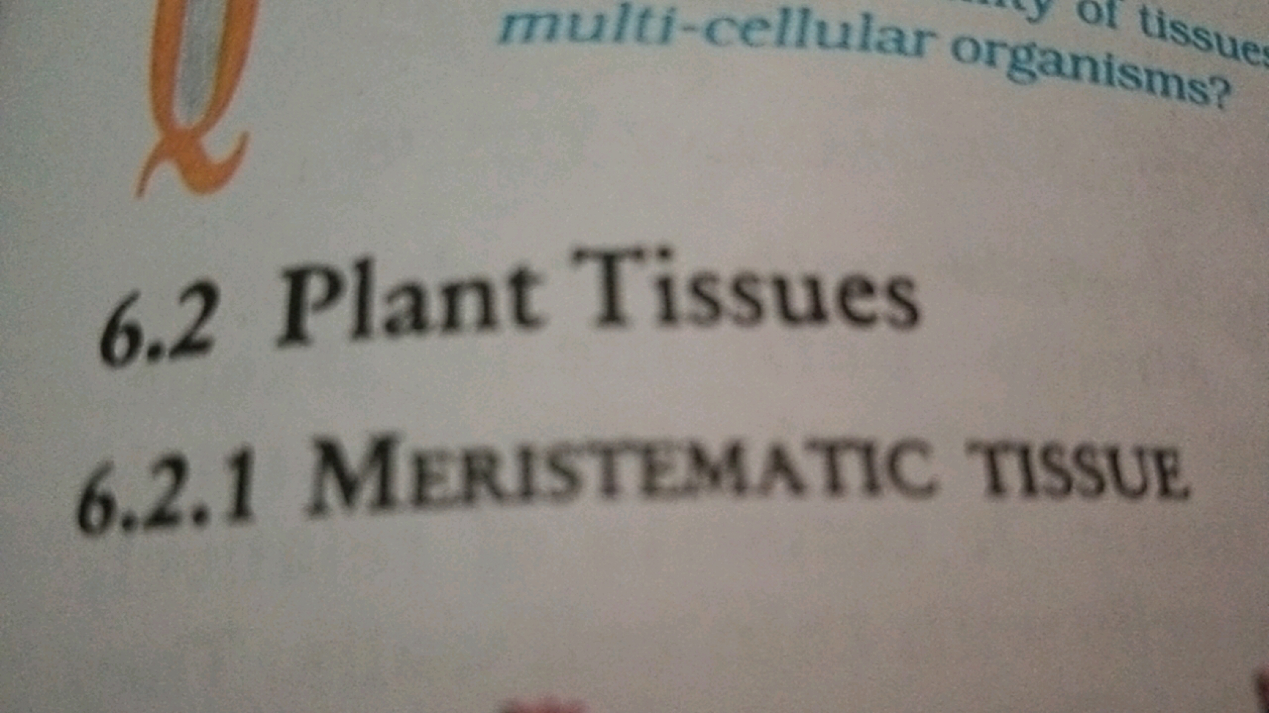 6.2 Plant Tissues
6.2.1 Meristematic tissue