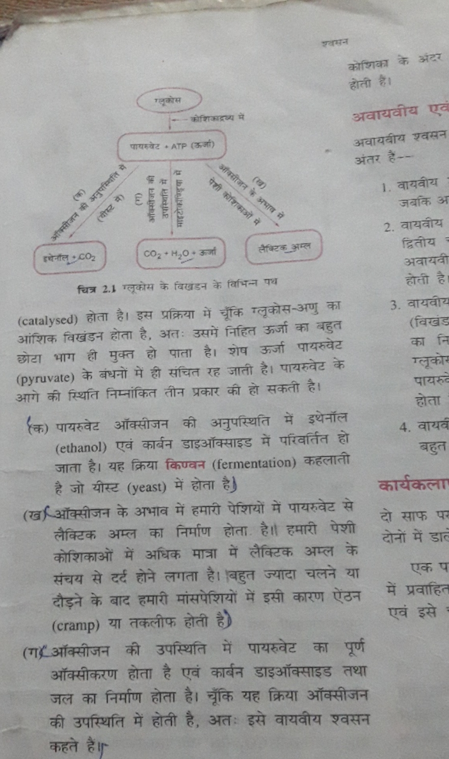 श्वसन

ग्लूकोस
-. कोशिकाद्रव्य में

चित्र 2.1 ग्लूकोस के विखंडन के विभ