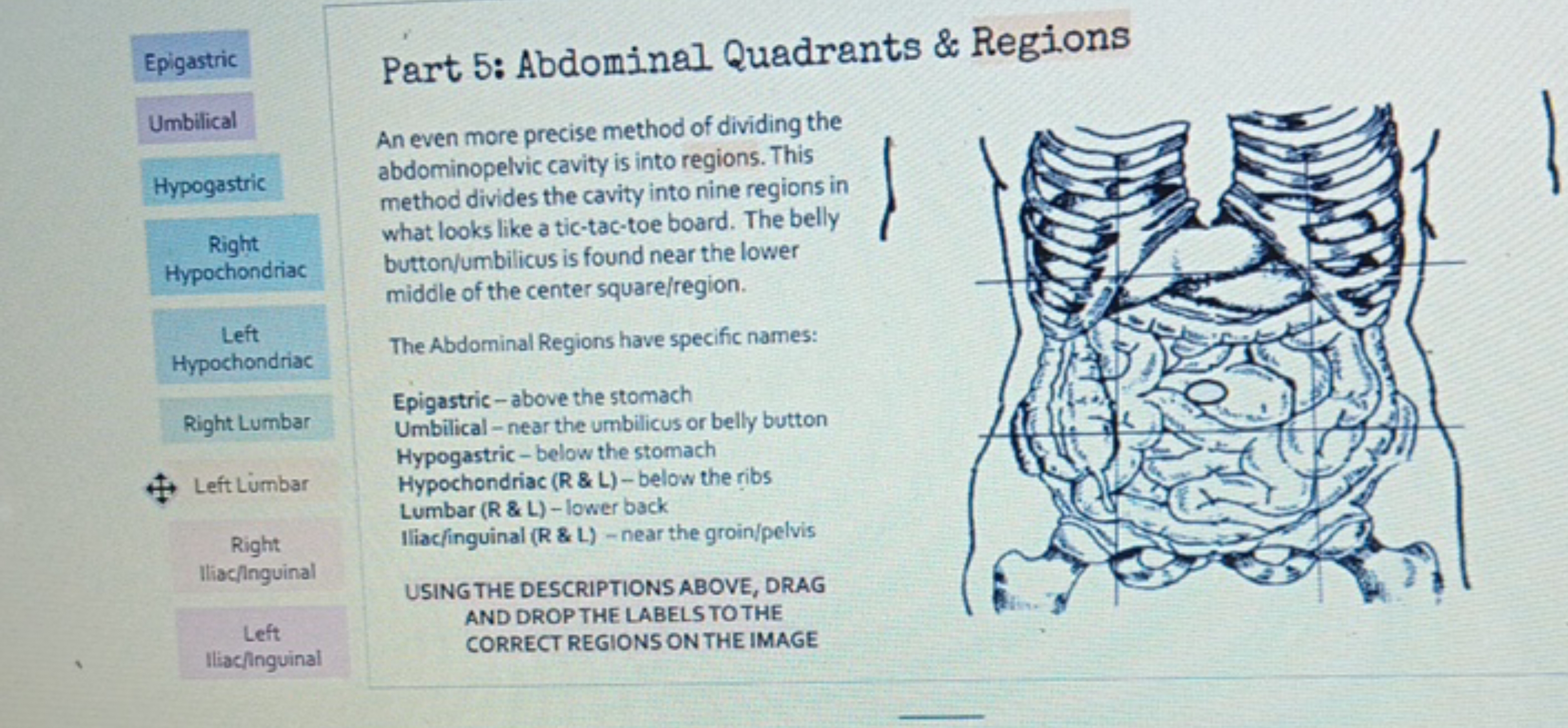 Epigastric
Umbilical
Hypogastric
Right
Hypochondriac
Left
Part 5: Abdo