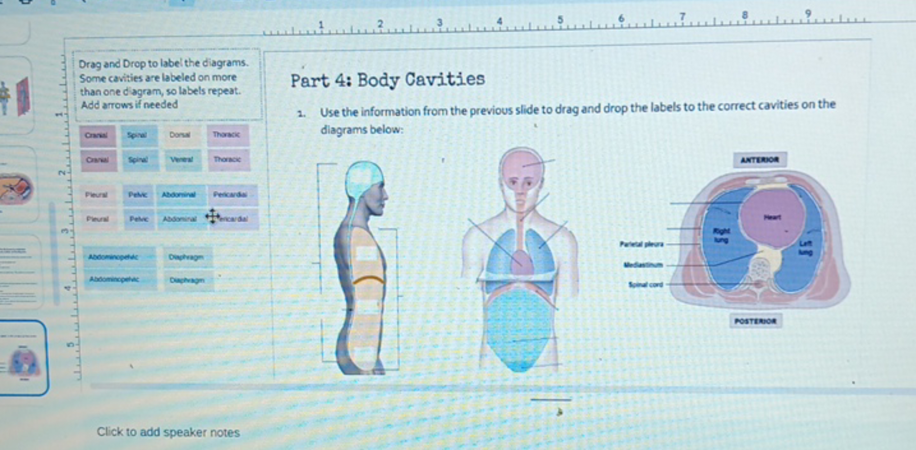 +1
Drag and Drop to label the diagrams.
Some cavities are labeled on m