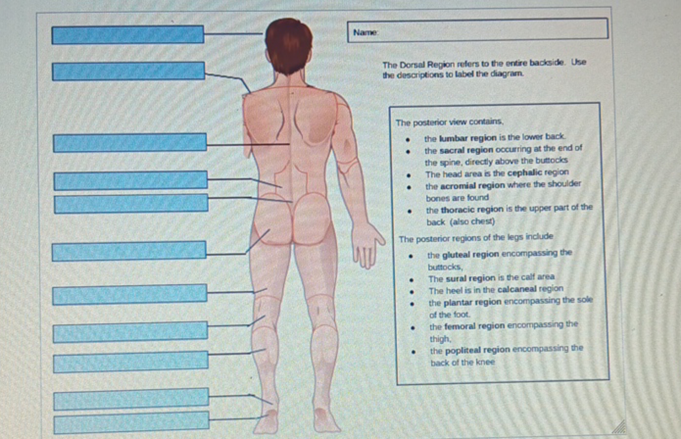 Name:
The Dorsal Region refers to the entire backside. Use
the descrip