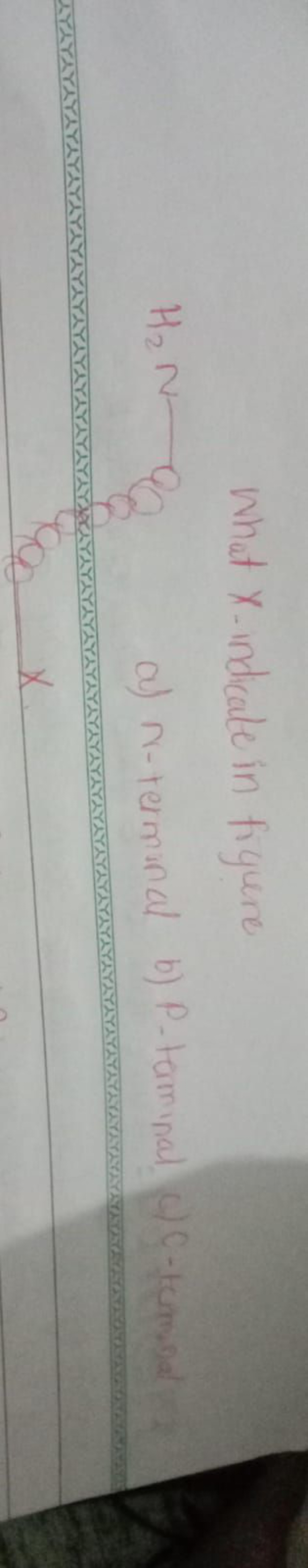 H₂ N-
What X-indicate in figure.
a) N-terminal b) P-terminal C-termina