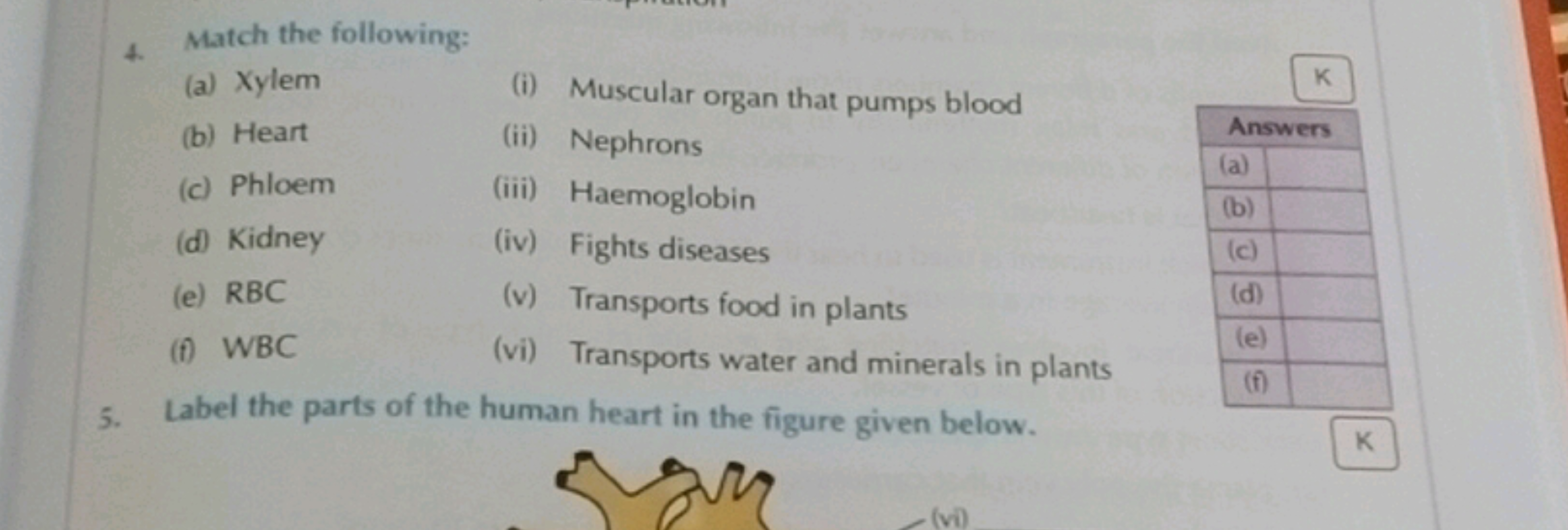 4. Match the following:
(a) Xylem
(i) Muscular organ that pumps blood
