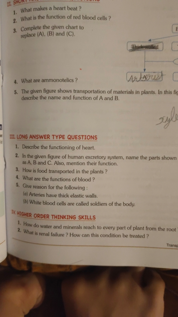 1. What makes a heart beat?
2. What is the function of red blood cells