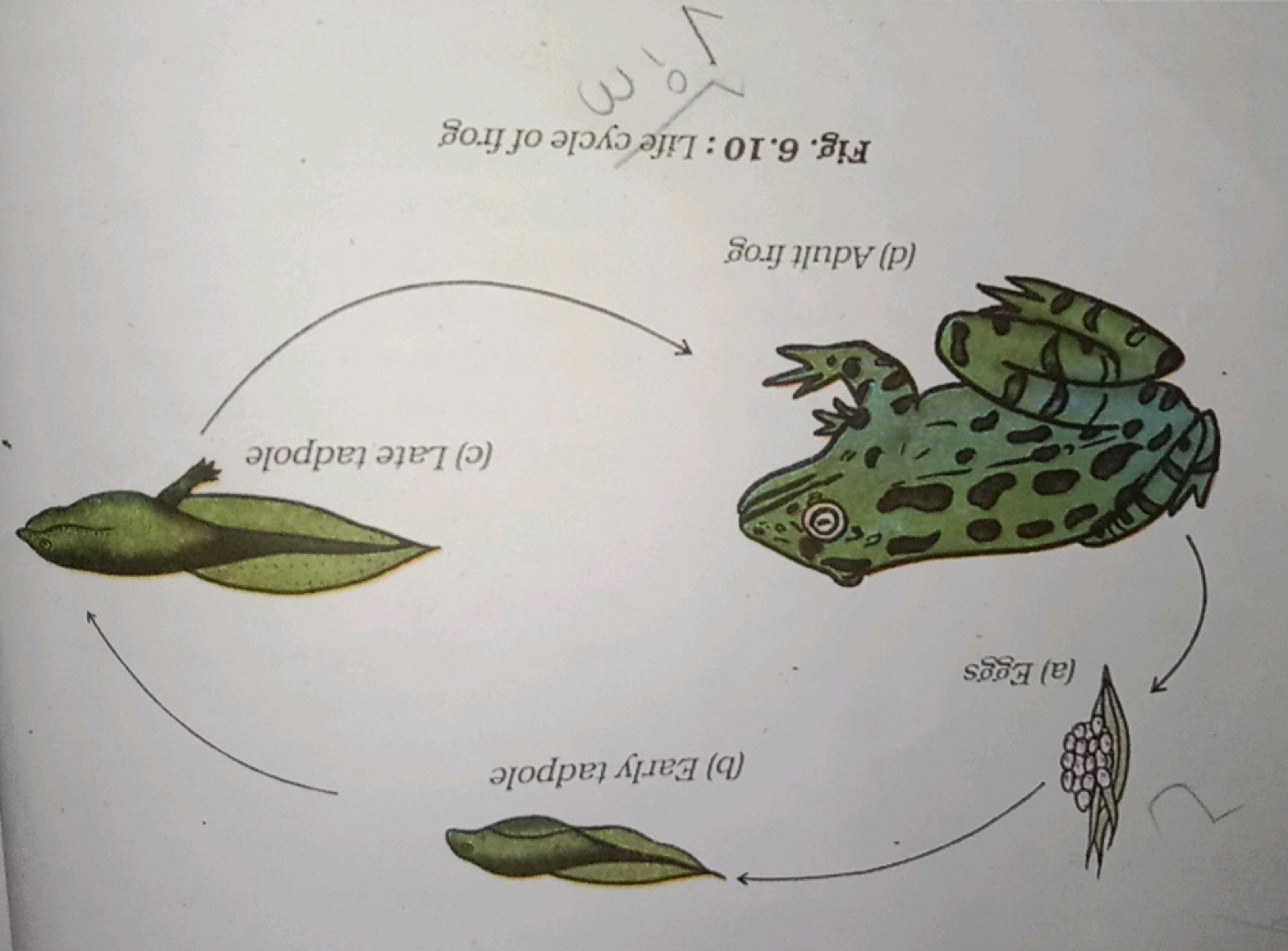 (a) Eggs
(b) Early tadpole
(c) Late tadpole
(d) Adult frog
Fig. 6.10: 