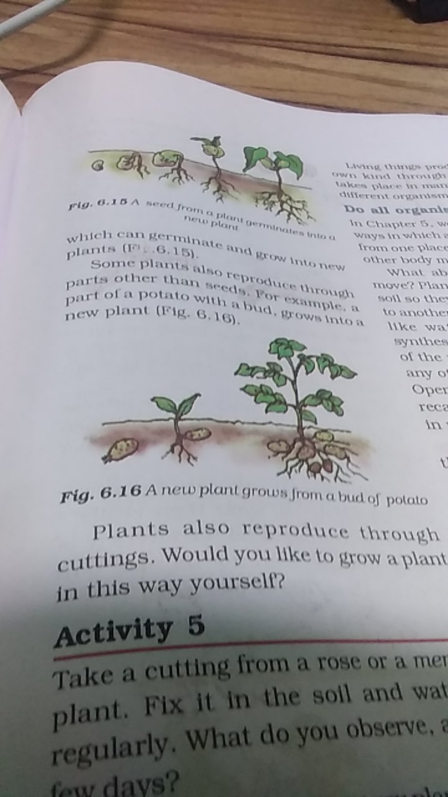 Fig. 6.16 A new plant grows jrom a bud of potato
Plants also reproduce